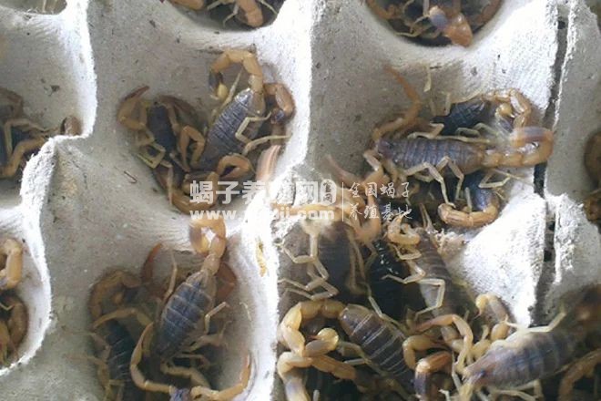 大黄峰vs蝎子视频直播,一场自然界的生死较量,你敢不敢看? 大黄峰vs蝎子视频直播,一场自然界的生死较量,你敢不敢看?